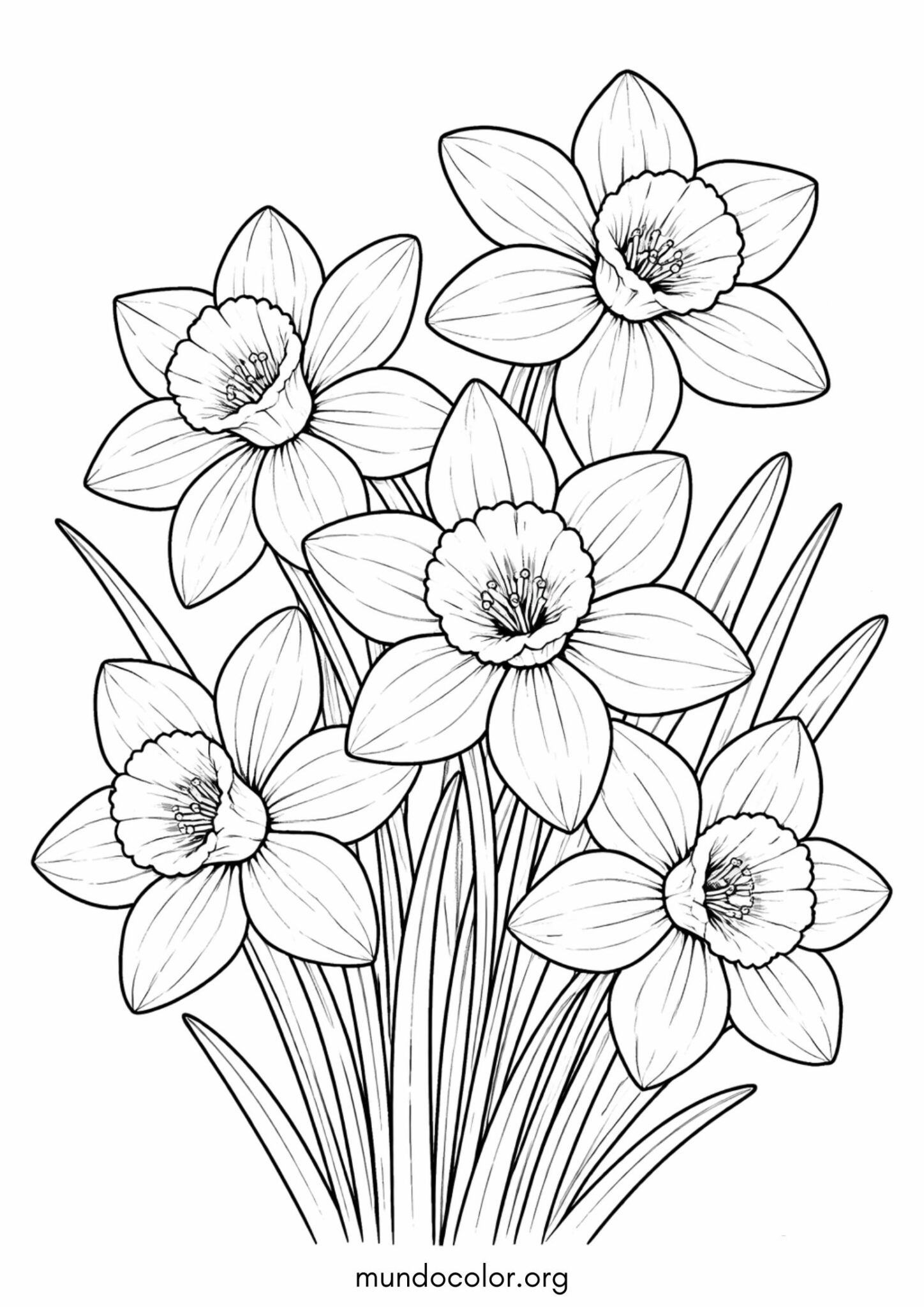 Dibujo de Narcisos de primavera para colorear