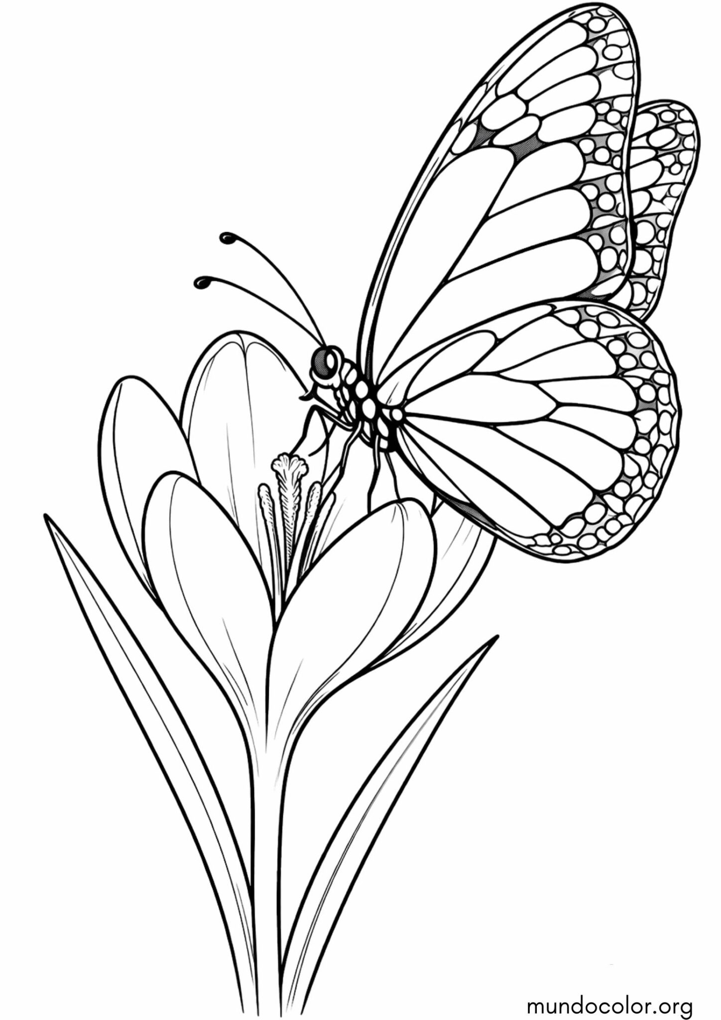Dibujo de Primavera – Mariposa sobre flores para colorear