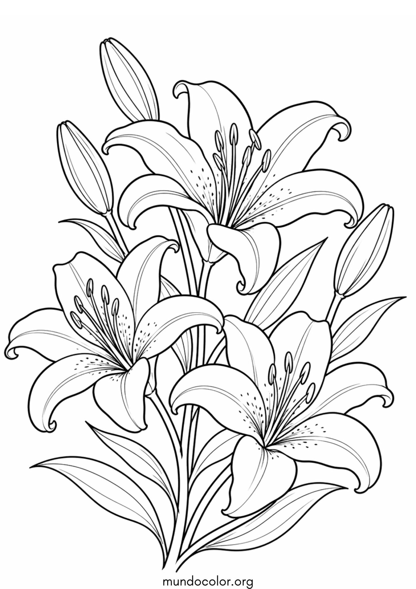 Dibujo de Flores de lirios para colorear