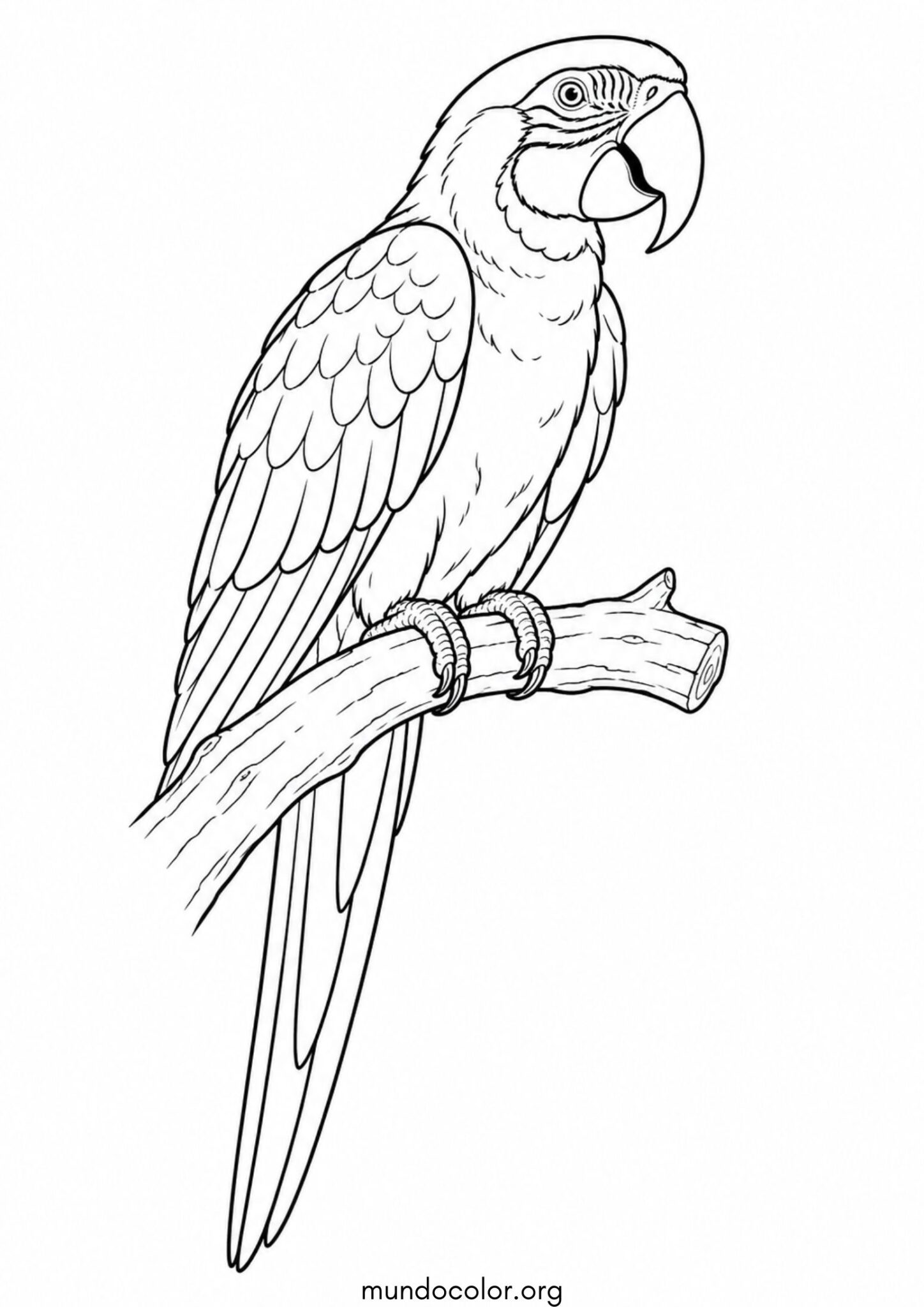 Dibujo de Guacamayo para colorear