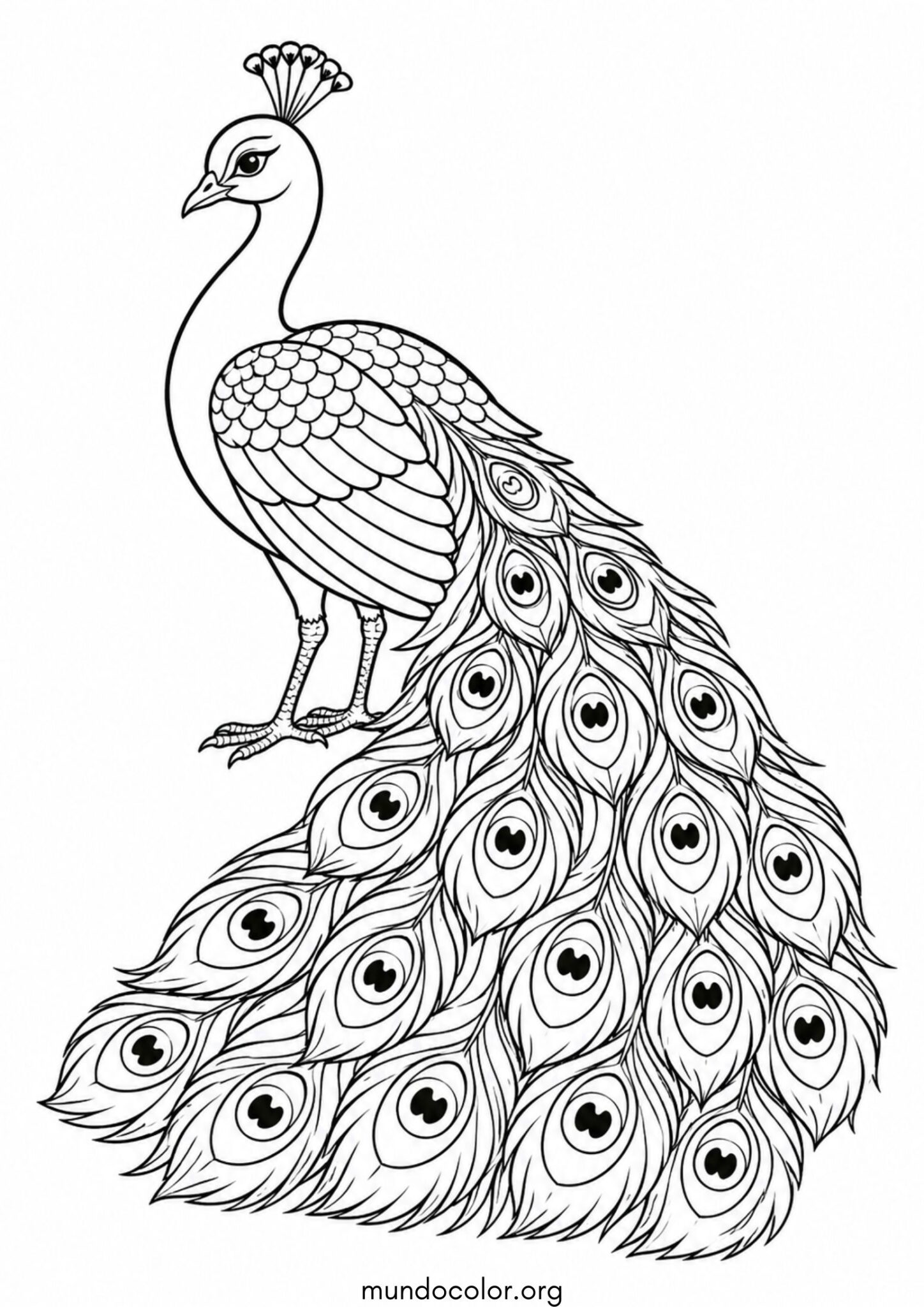 Dibujo de Pavo real para colorear