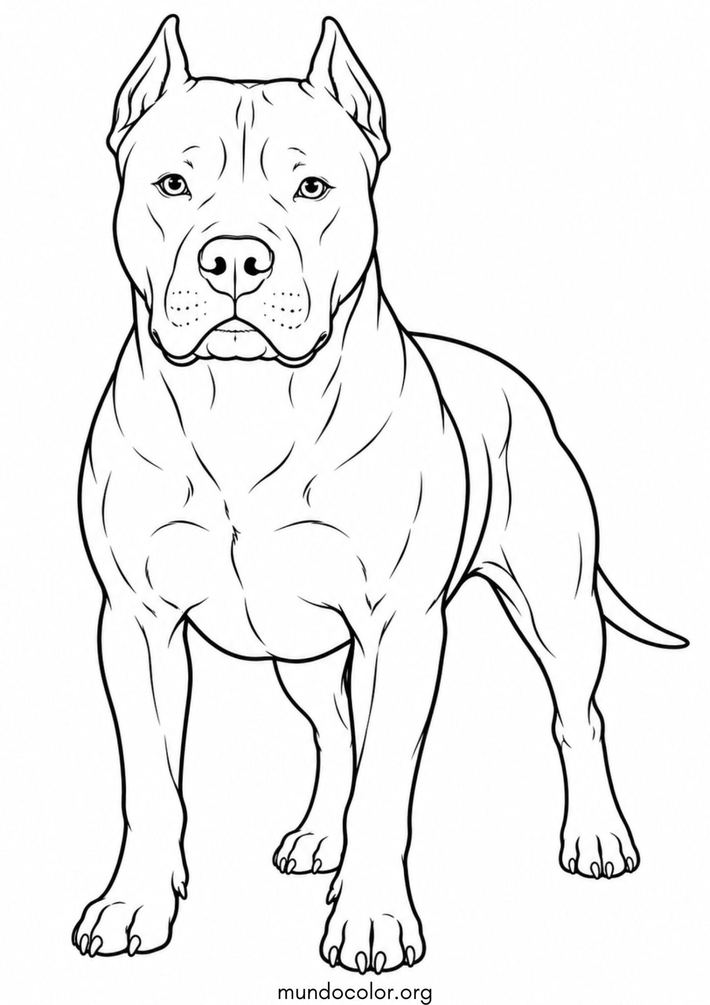 Dibujo de Perro Pitbull para colorear