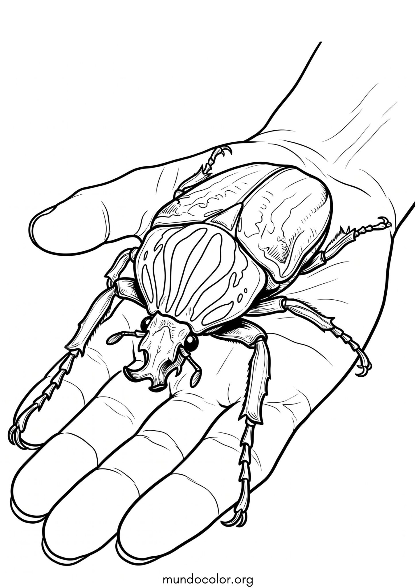 Dibujo de Escarabajo goliat para imprimir Dibujo de Escarabajo goliat para colorear