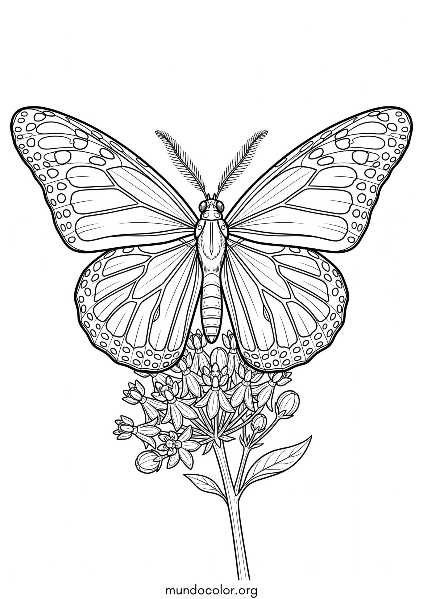 Dibujo de Mariposa monarca para imprimir Dibujo de Mariposa monarca para colorear