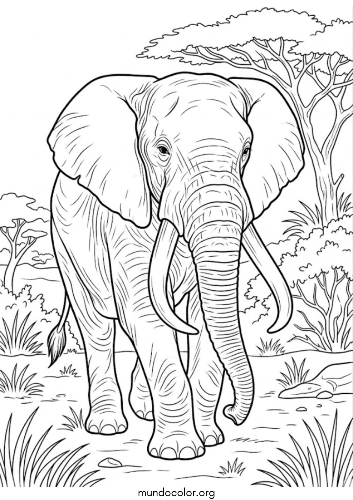 Dibujo de Elefante сon colmillos para colorear