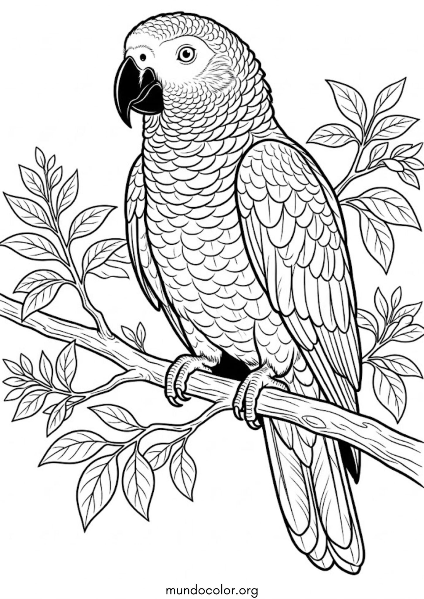 Dibujo de Loro gris para colorear
