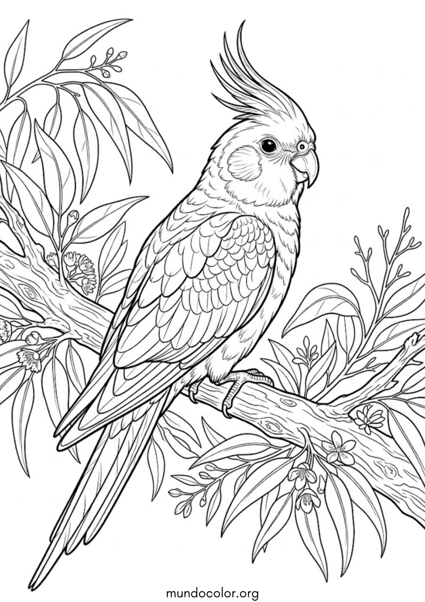 Dibujo de Ninfa (Cacatúa ninfa) para colorear