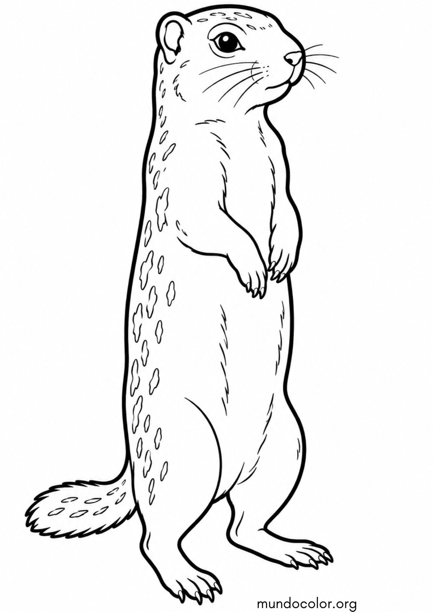 Dibujo de Ardilla terrestre para colorear