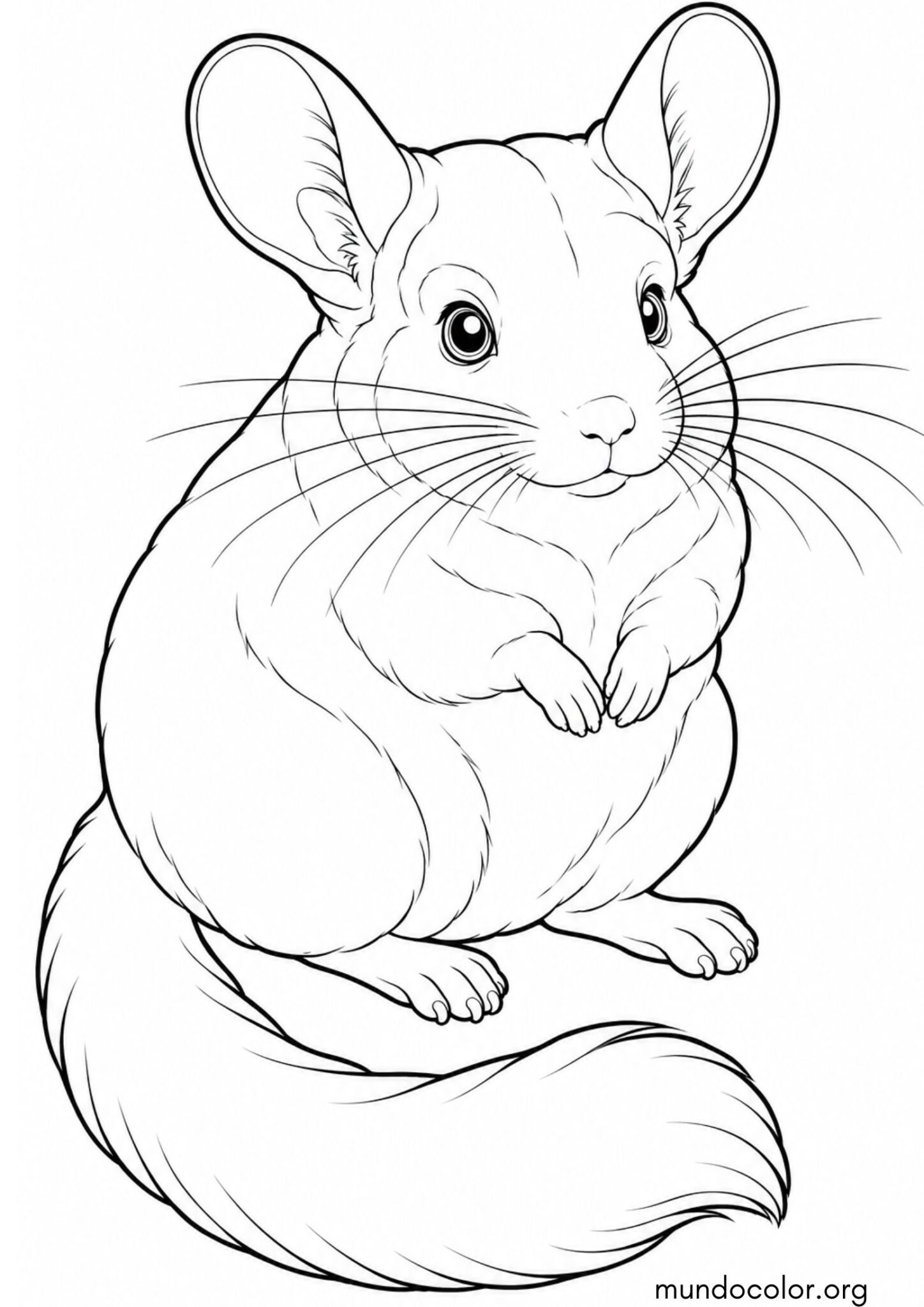 Dibujo de Chinchilla para colorear