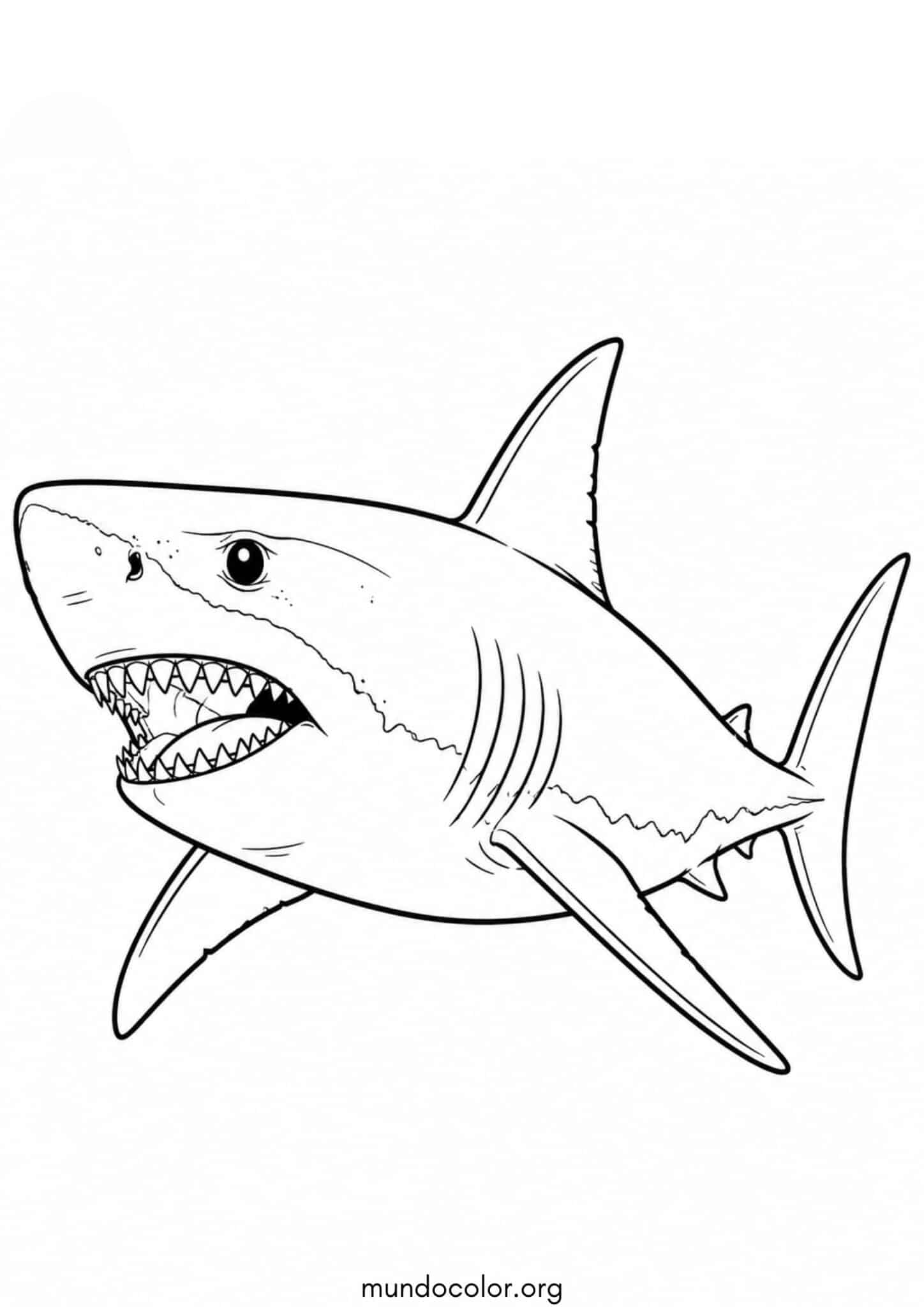Dibujo de Gran tiburón blanco para colorear