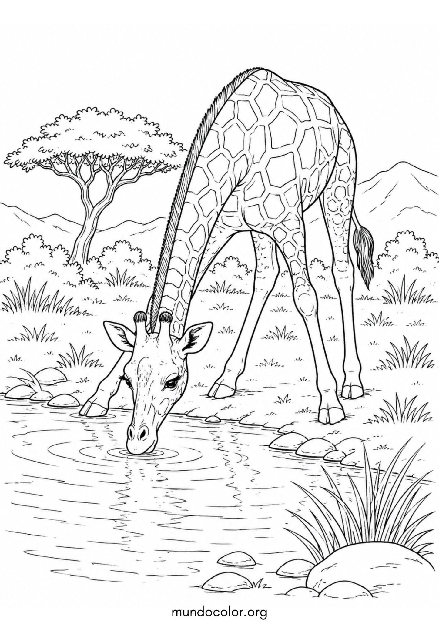 Dibujo de Jirafa bebiendo agua para colorear