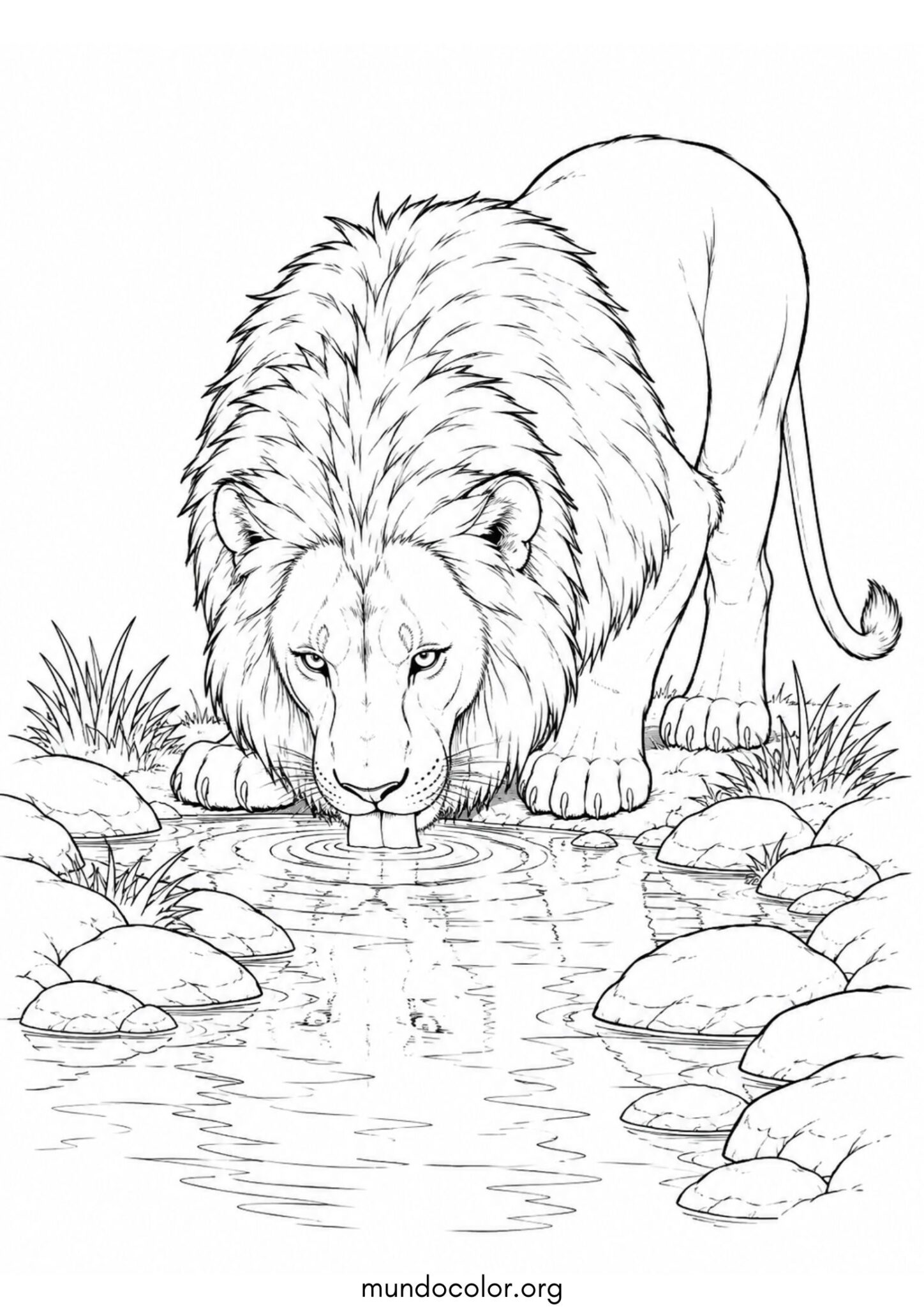 Dibujo de León bebiendo agua para colorear