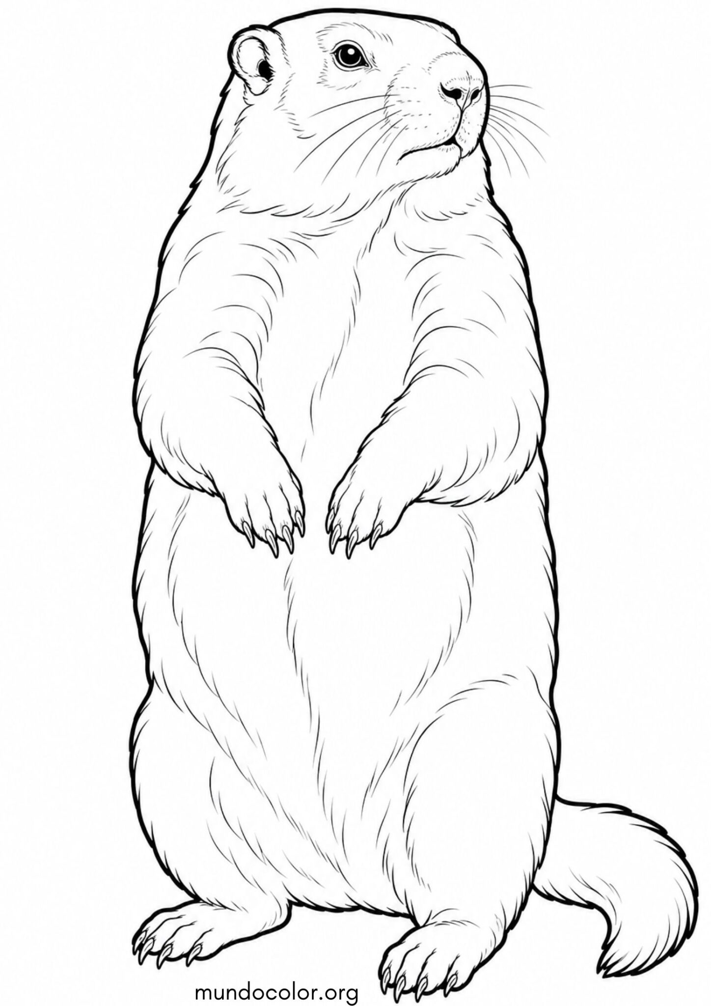 Dibujo de Marmota para colorear