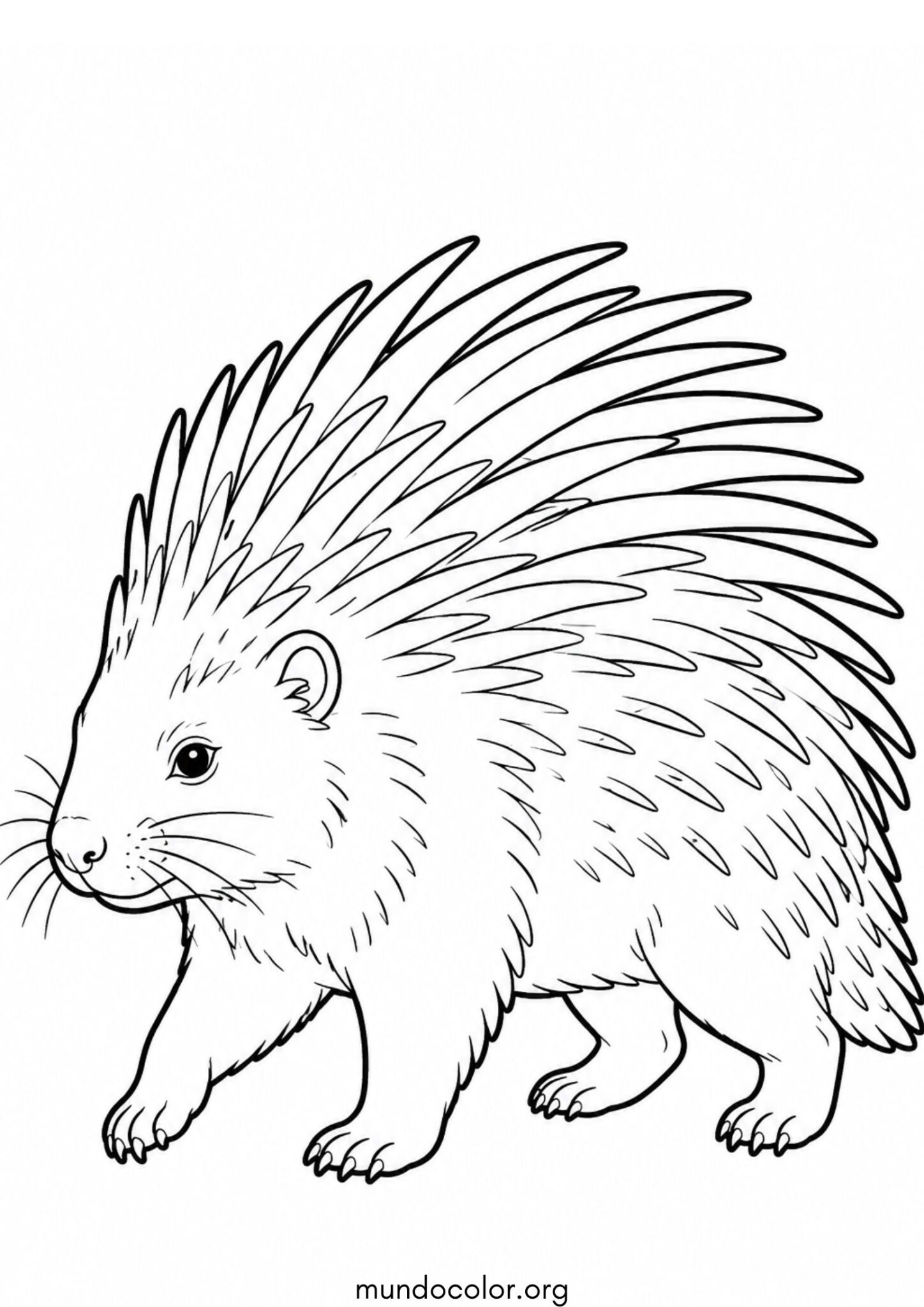 Dibujo de Puercoespín para colorear