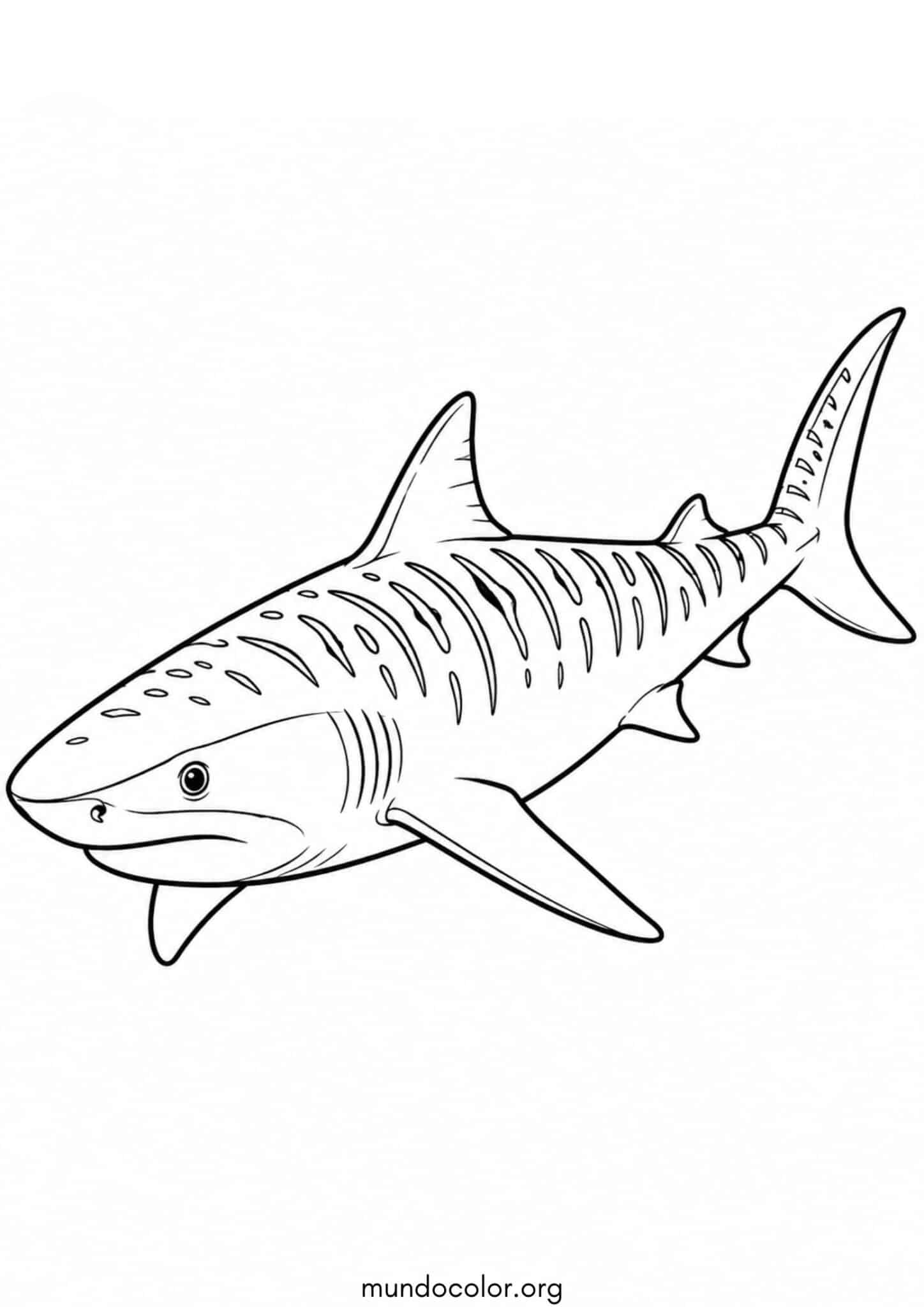 Dibujo de Tiburón tigre para colorear