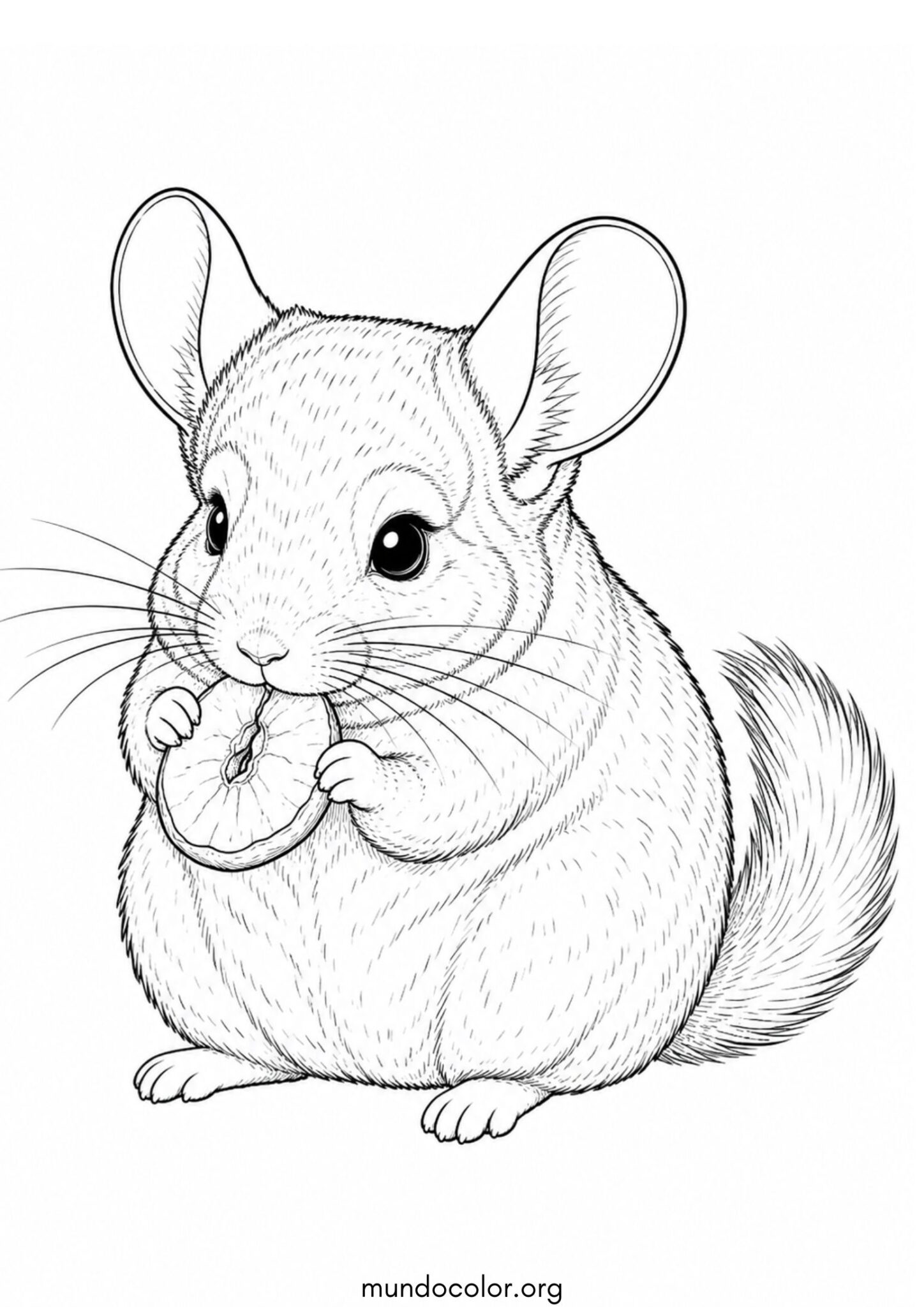 Dibujo de Chinchilla comiendo una rodaja de manzana seca para colorear