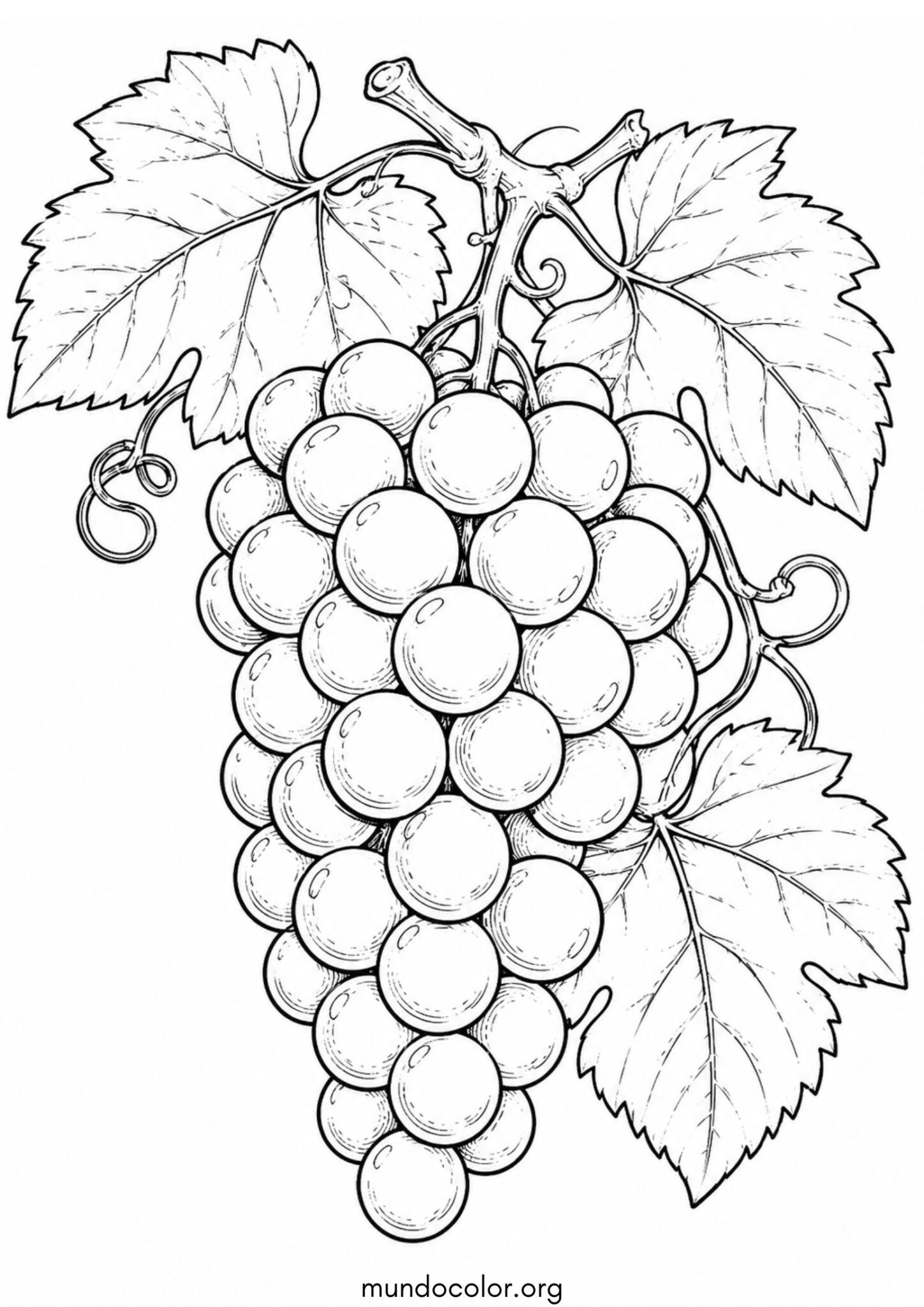 Dibujo de Fiesta de la Vendimia – Gran racimo de uvas con hojas de parra para colorear