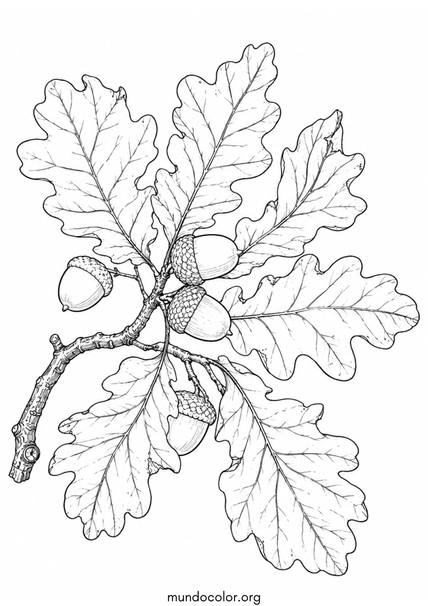 Dibujo de Otoño – Rama de roble con bellotas y hojas secas para imprimir Dibujo de Otoño – Rama de roble con bellotas y hojas secas para colorear