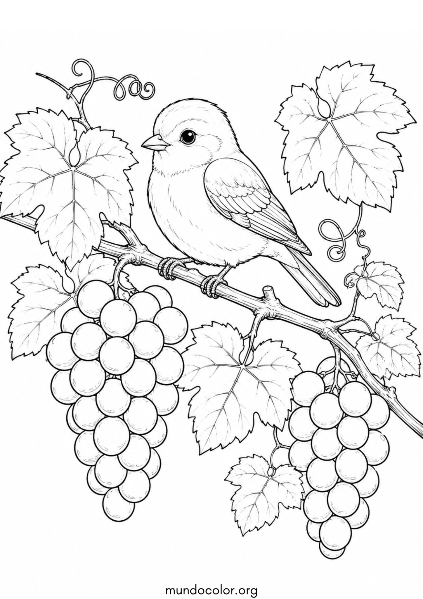Dibujo de Fiesta de la Vendimia – Pajarito posado en una parra con uvas para colorear