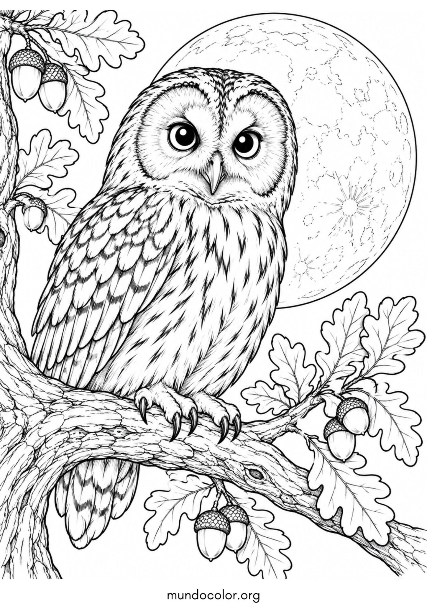 Dibujo de Búho posado en la rama de un roble frente a una gran luna llena brillante para colorear