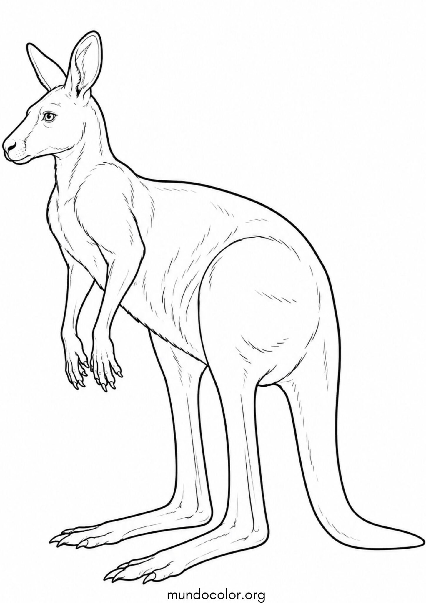 Dibujo de Canguro realista con detalles para imprimir Dibujo de Canguro realista con detalles para colorear