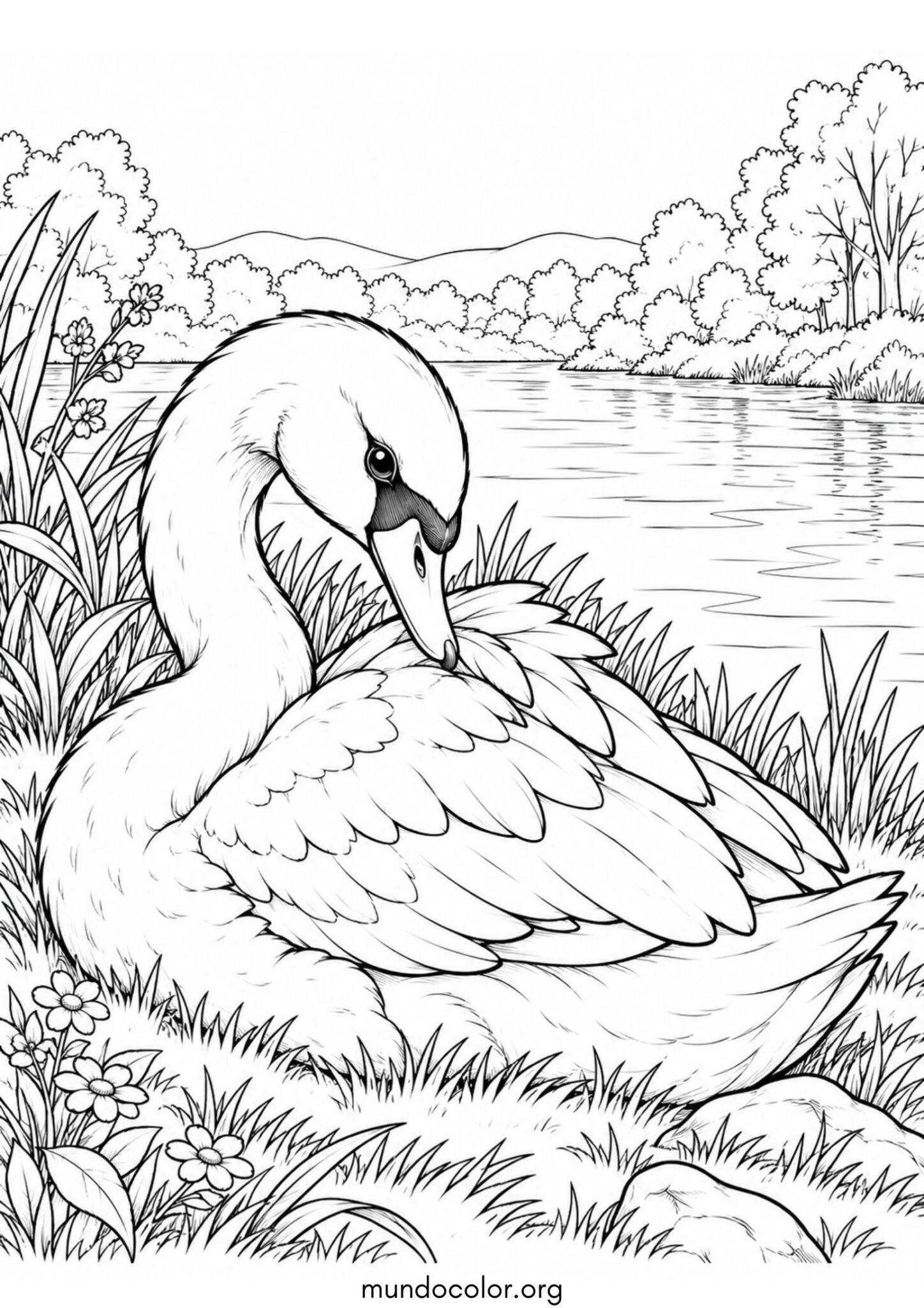Dibujo de Cisne descansando en la orilla verde del río arreglándose las plumas con el pico para colorear