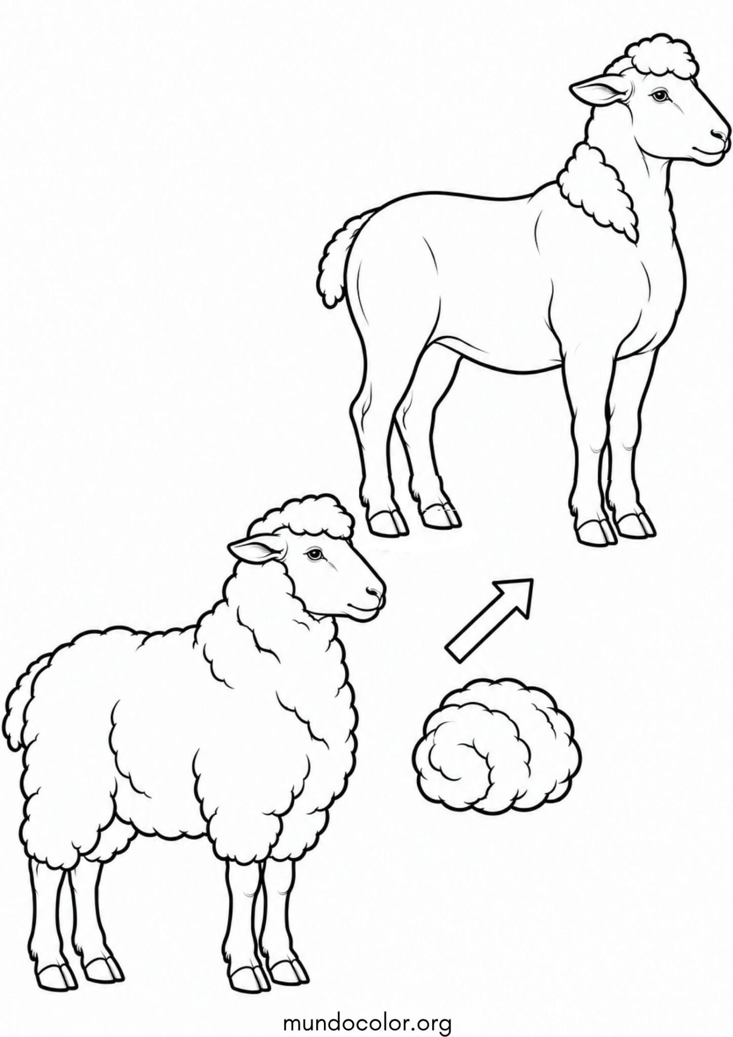Dibujo de Esquila de ovejas: oveja antes y después de esquilar la lana para colorear
