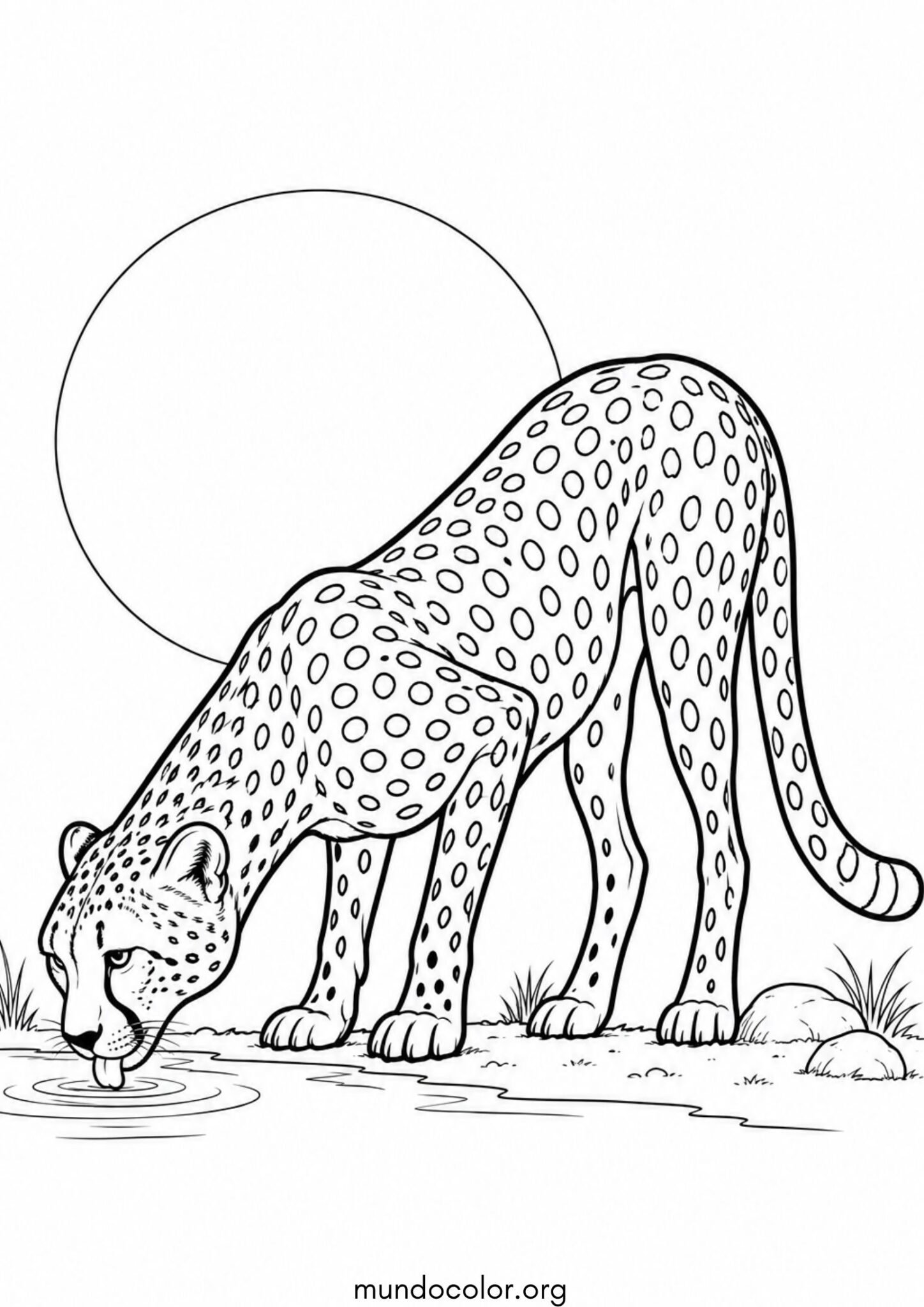 Dibujo de Guepardo bebiendo agua en una charca al atardecer para colorear