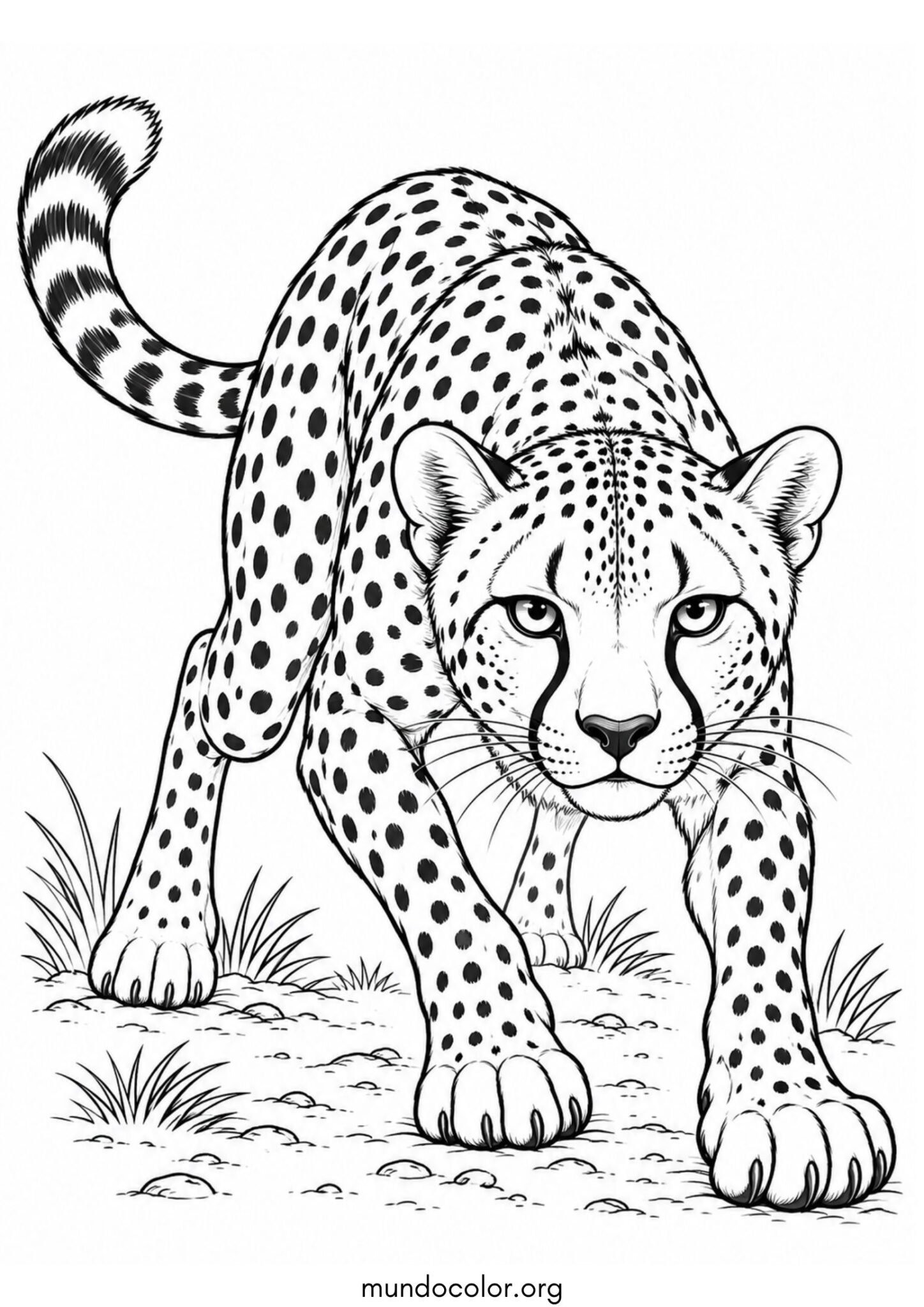 Dibujo de Guepardo en posición de salida listo para correr como un velocista para imprimir Dibujo de Guepardo en posición de salida listo para correr como un velocista para colorear