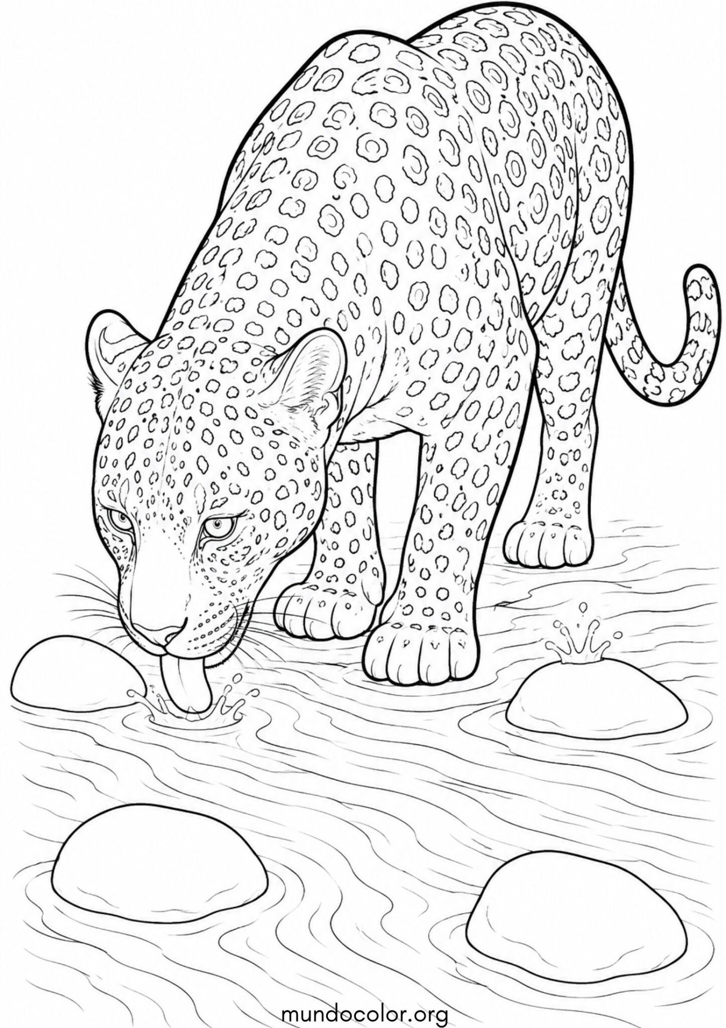 Dibujo de Leopardo bebiendo agua fresca en la orilla de un río cristalino para imprimir Dibujo de Leopardo bebiendo agua fresca en la orilla de un río cristalino para colorear
