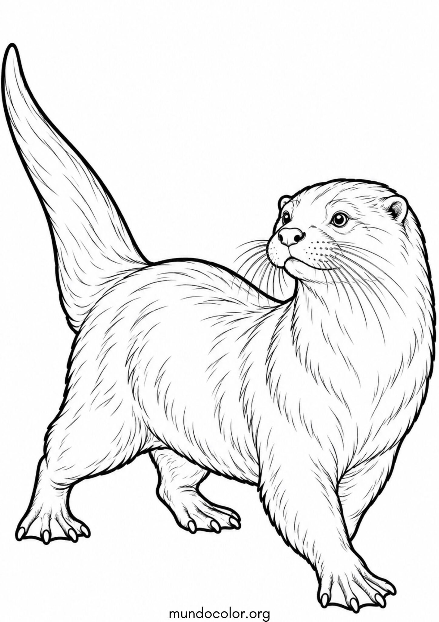 Dibujo de Nutria realista y detallada para colorear