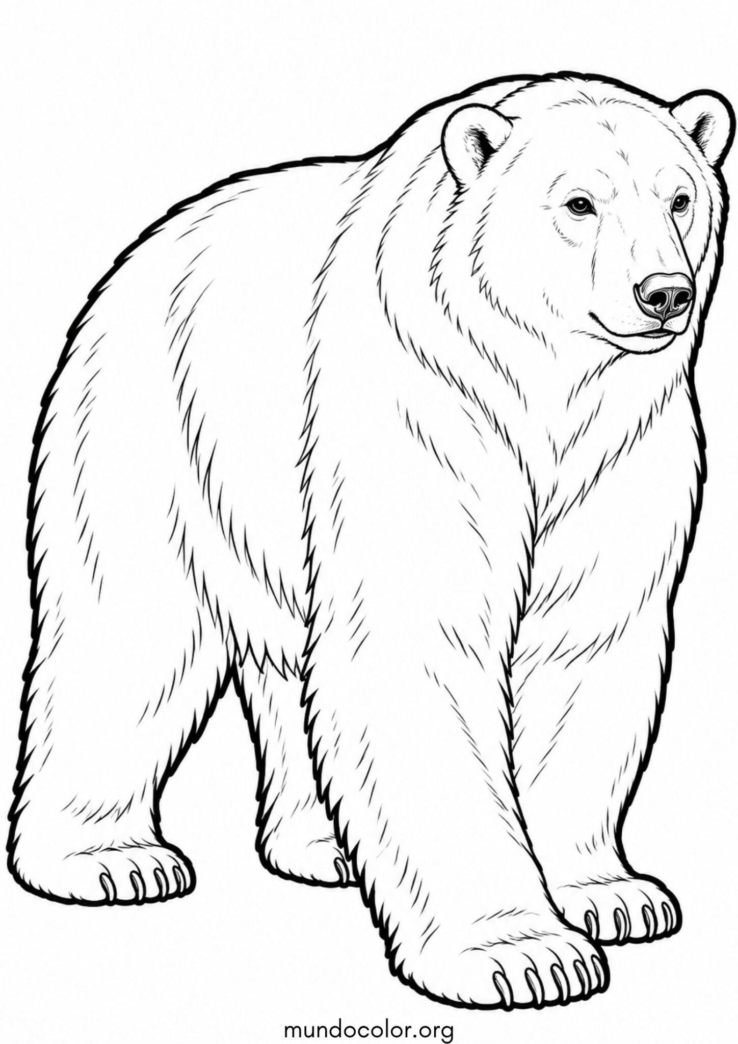 Dibujo de Oso polar realista para colorear
