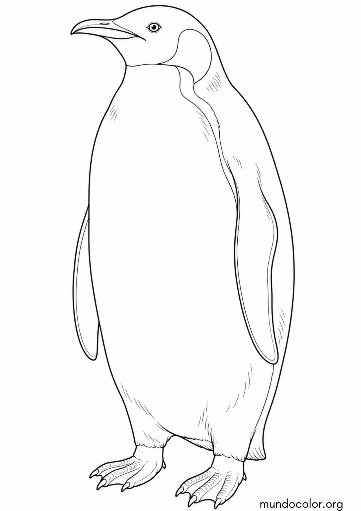 Dibujo de Pingüino realista para colorear