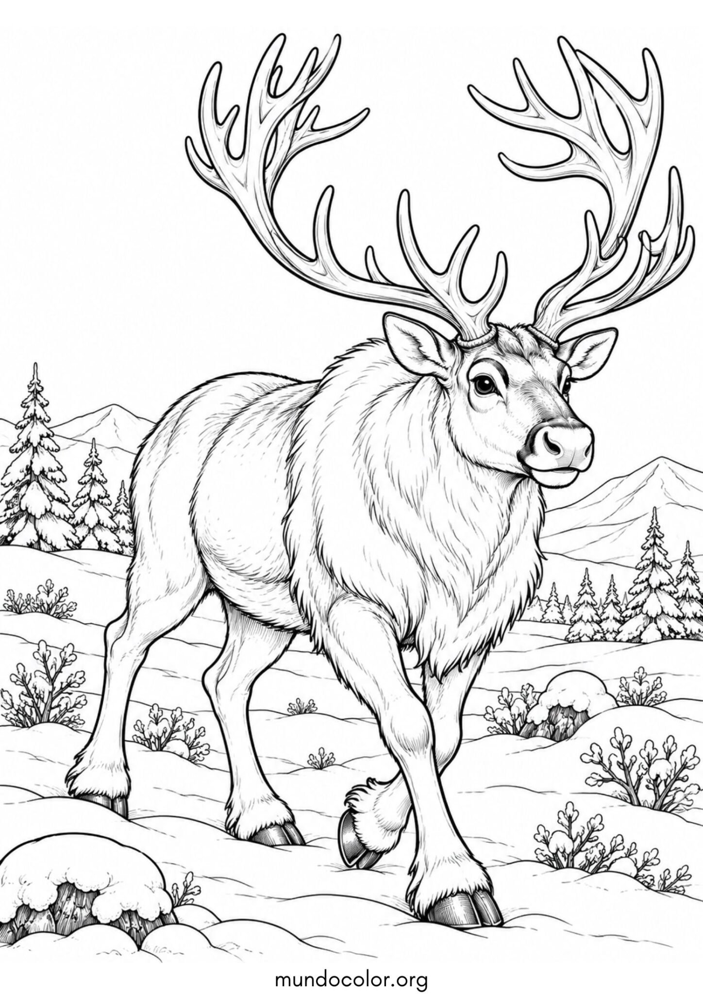 Dibujo de Reno macho imponente con grandes astas ramificadas caminando por la tundra nevada para colorear